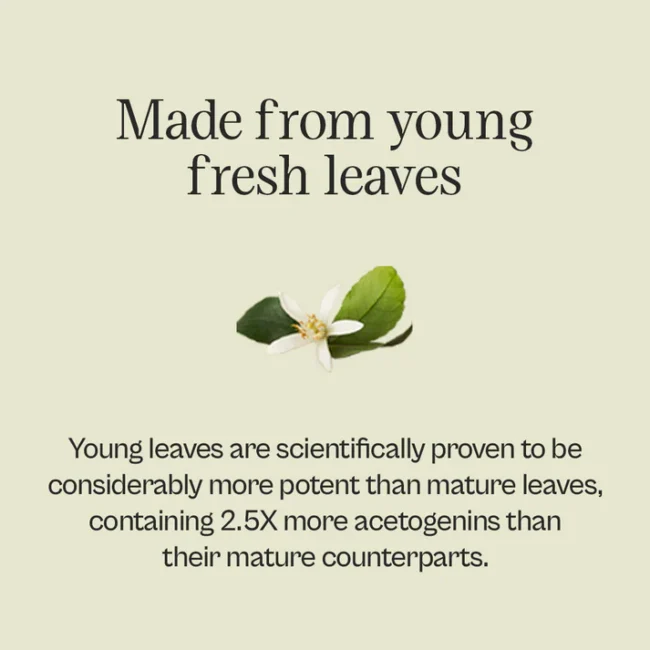 Graviola Leaf Tincture - Image 5
